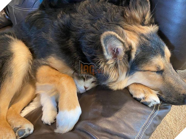 Đó là Smile O'Clock!  15 bức ảnh sẽ thúc đẩy tâm trạng của bạn trong một giây