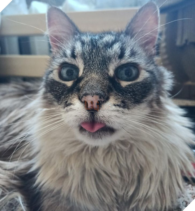 Ấm lòng với 20 hình ảnh các bé thú cưng đã tới tuổi xế chiều nhưng vẫn vô cùng yêu thương các sen 4