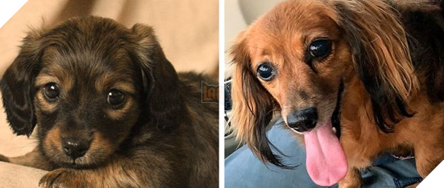 Ấm lòng với 20 hình ảnh các bé thú cưng đã tới tuổi xế chiều nhưng vẫn vô cùng yêu thương các sen 8