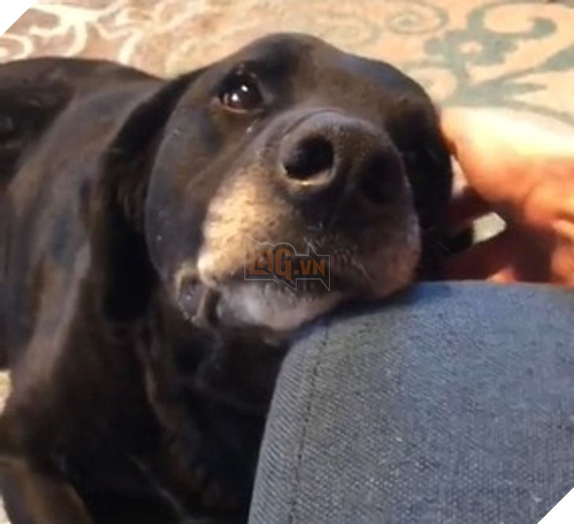 Ấm lòng với 20 hình ảnh các bé thú cưng đã tới tuổi xế chiều nhưng vẫn vô cùng yêu thương các sen 5