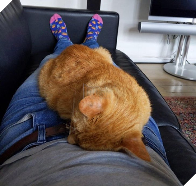 Ấm lòng với 20 hình ảnh các bé thú cưng đã tới tuổi xế chiều nhưng vẫn vô cùng yêu thương các sen 10