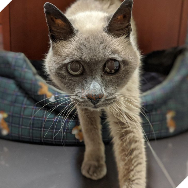 Ấm lòng với 20 hình ảnh các bé thú cưng đã tới tuổi xế chiều nhưng vẫn vô cùng yêu thương các sen 2