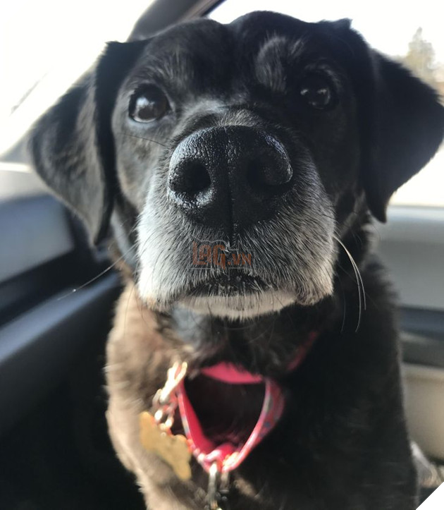 Ấm lòng với 20 hình ảnh các bé thú cưng đã tới tuổi xế chiều nhưng vẫn vô cùng yêu thương các sen 20