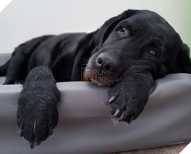 Ấm lòng với 20 hình ảnh các bé thú cưng đã tới tuổi xế chiều nhưng vẫn vô cùng yêu thương các sen 14