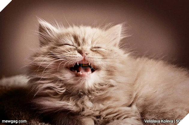 Tổng hợp 30 hình ảnh nụ cười của các chú mèo hạnh phúc nhất thế gian 10