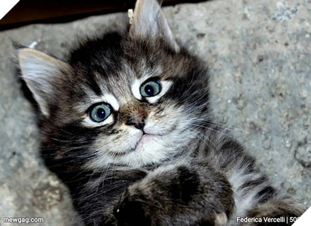 Tổng hợp 30 hình ảnh nụ cười của các chú mèo hạnh phúc nhất thế gian 9