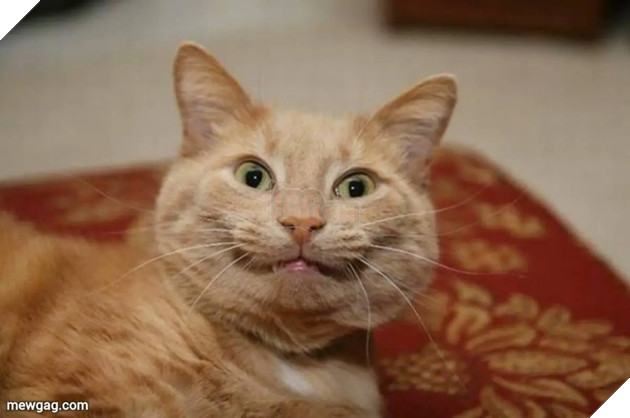 Tổng hợp 30 hình ảnh nụ cười của các chú mèo hạnh phúc nhất thế gian 7