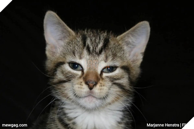 Tổng hợp 30 hình ảnh nụ cười của các chú mèo hạnh phúc nhất thế gian 6