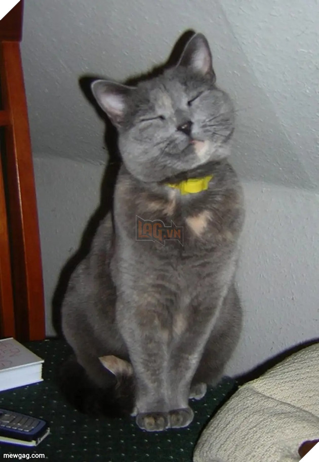 Tổng hợp 30 hình ảnh nụ cười của các chú mèo hạnh phúc nhất thế gian 5