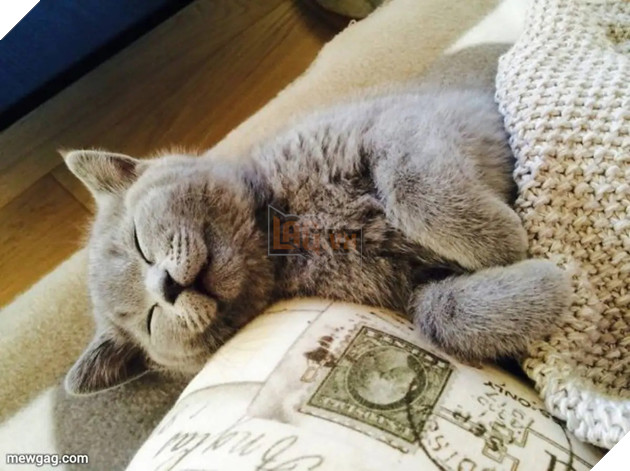 Tổng hợp 30 hình ảnh nụ cười của các chú mèo hạnh phúc nhất thế gian 4