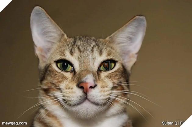 Tổng hợp 30 hình ảnh nụ cười của các chú mèo hạnh phúc nhất thế gian 2