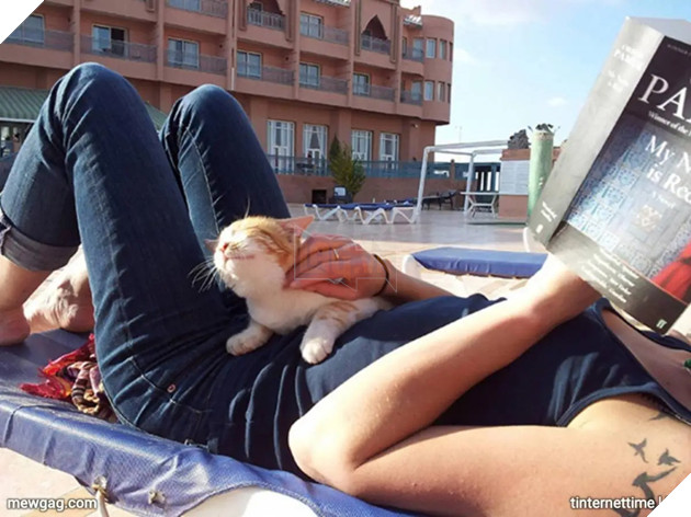 Tổng hợp 30 hình ảnh nụ cười của các chú mèo hạnh phúc nhất thế gian