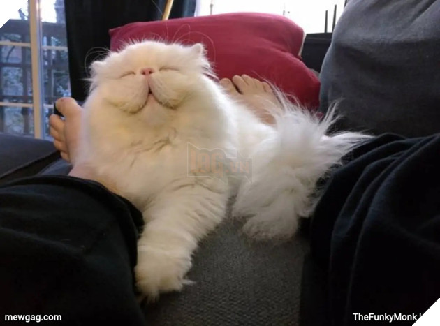 Tổng hợp 30 hình ảnh nụ cười của các chú mèo hạnh phúc nhất thế gian 22