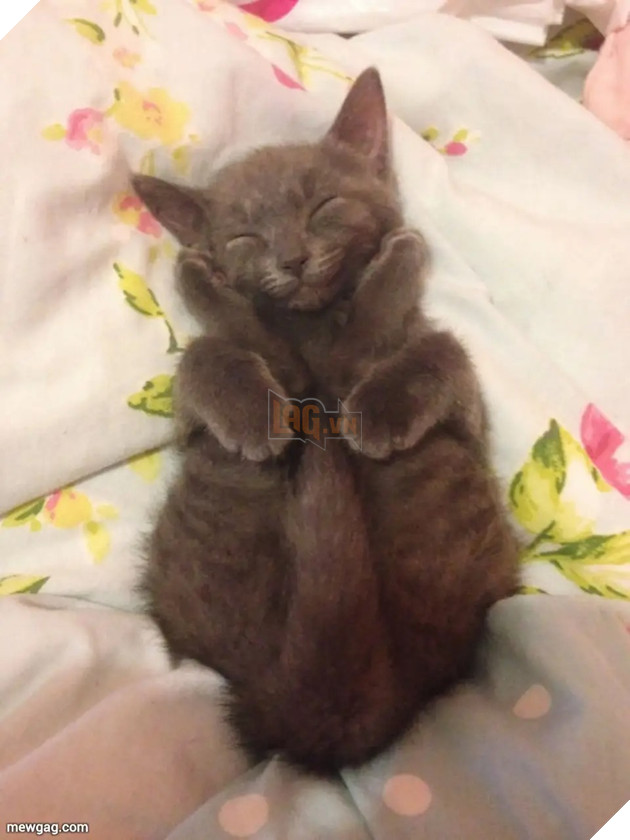 Tổng hợp 30 hình ảnh nụ cười của các chú mèo hạnh phúc nhất thế gian 21