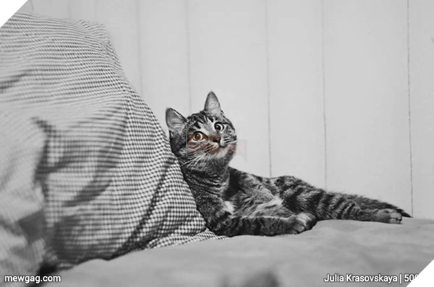 Tổng hợp 30 hình ảnh nụ cười của các chú mèo hạnh phúc nhất thế gian 18