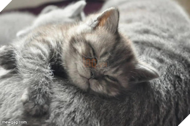 Tổng hợp 30 hình ảnh nụ cười của các chú mèo hạnh phúc nhất thế gian 17