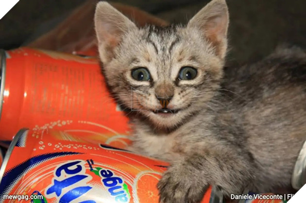 Tổng hợp 30 hình ảnh nụ cười của các chú mèo hạnh phúc nhất thế gian 16