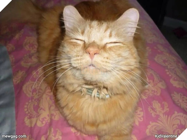 Tổng hợp 30 hình ảnh nụ cười của các chú mèo hạnh phúc nhất thế gian 14