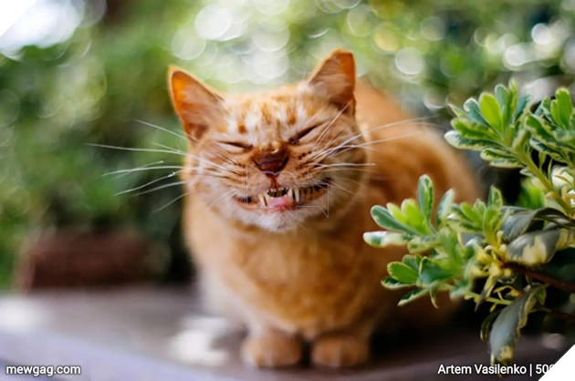 Tổng hợp 30 hình ảnh nụ cười của các chú mèo hạnh phúc nhất thế gian 13