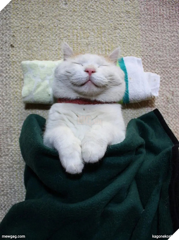 Tổng hợp 30 hình ảnh nụ cười của các chú mèo hạnh phúc nhất thế gian 30