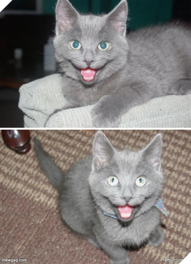 Tổng hợp 30 hình ảnh nụ cười của các chú mèo hạnh phúc nhất thế gian 29