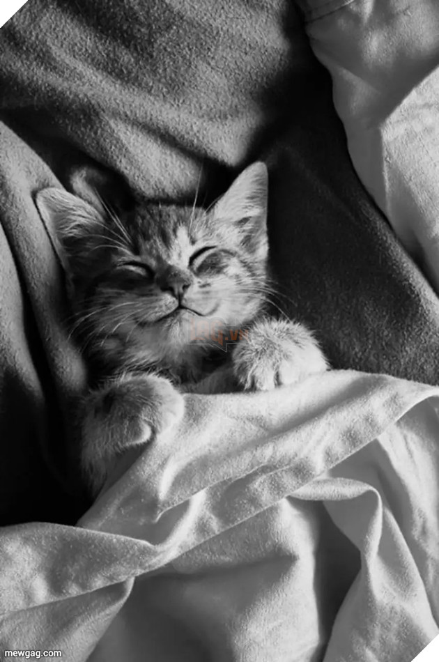 Tổng hợp 30 hình ảnh nụ cười của các chú mèo hạnh phúc nhất thế gian 28