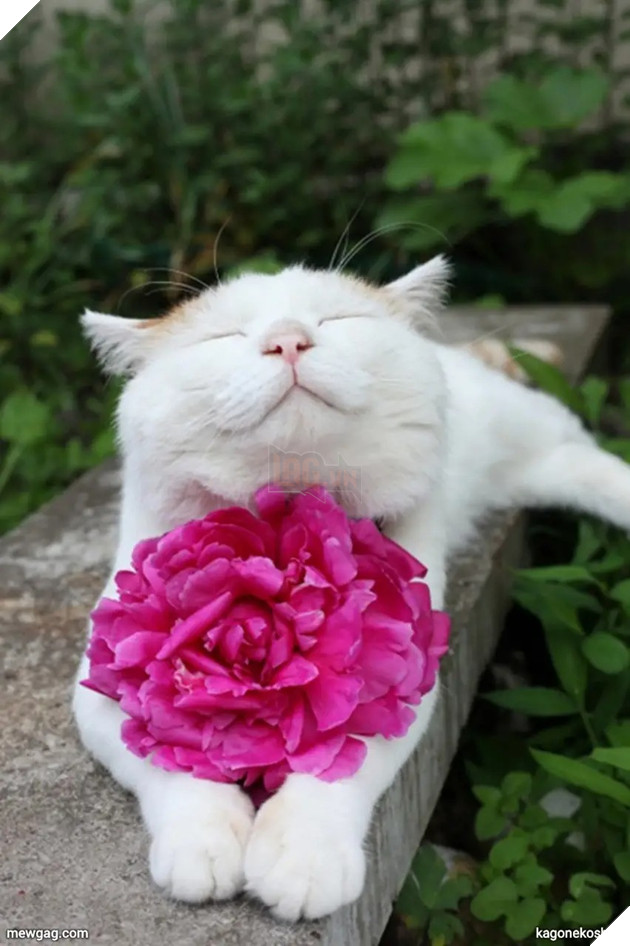 Tổng hợp 30 hình ảnh nụ cười của các chú mèo hạnh phúc nhất thế gian 27