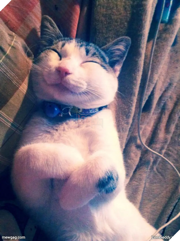 Tổng hợp 30 hình ảnh nụ cười của các chú mèo hạnh phúc nhất thế gian 26