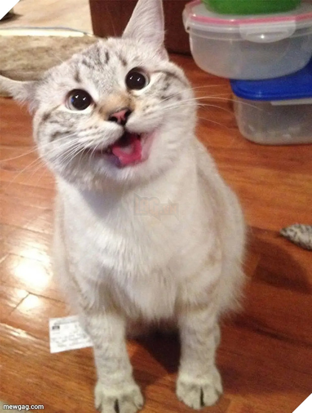 Tổng hợp 30 hình ảnh nụ cười của các chú mèo hạnh phúc nhất thế gian 25