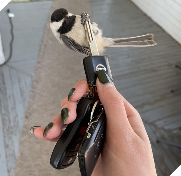 20 bức ảnh về chó mèo ấm áp như tình yêu thương của gia đình 8