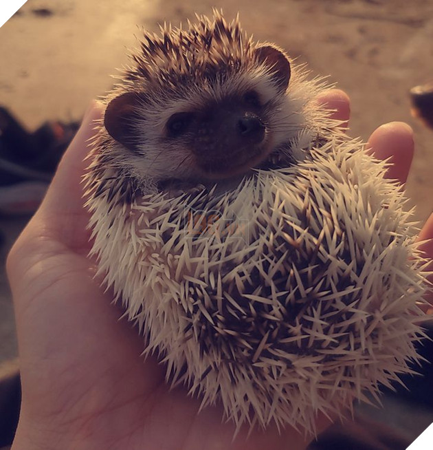 20 bức ảnh về chó mèo ấm áp như tình yêu thương của gia đình 12