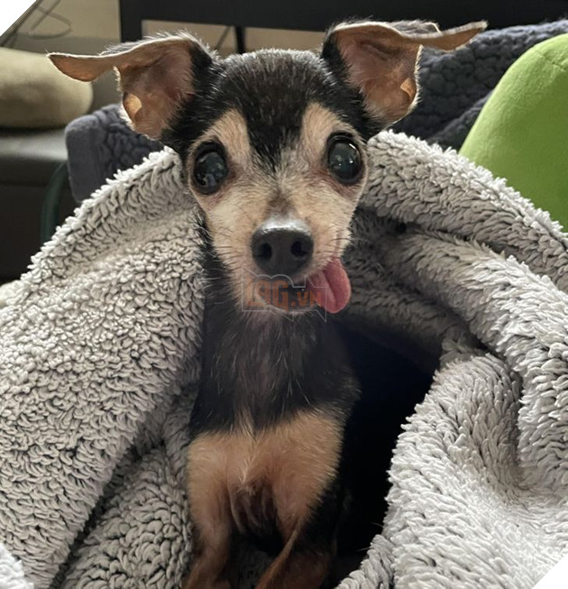 20 bức ảnh về chó mèo ấm áp như tình yêu thương của gia đình 5