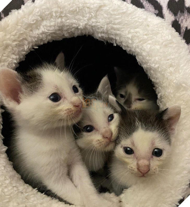 20 bức ảnh về chó mèo ấm áp như tình yêu thương của gia đình 17