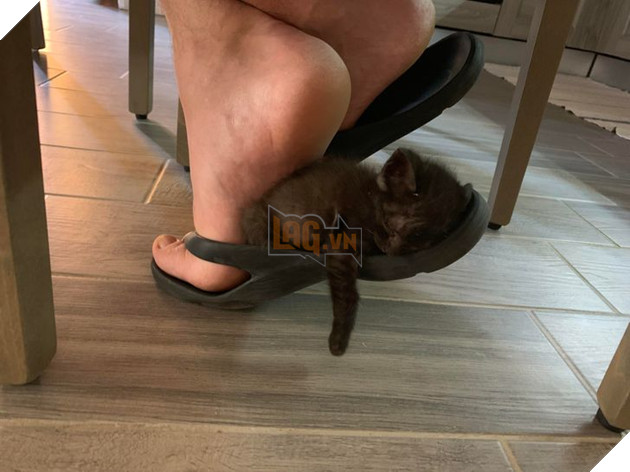 20 bức ảnh về chó mèo ấm áp như tình yêu thương của gia đình