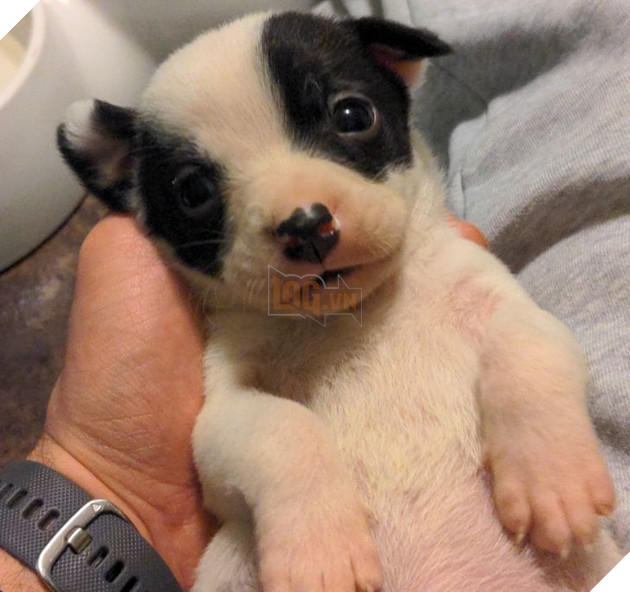 20 bức ảnh về chó mèo ấm áp như tình yêu thương của gia đình 3