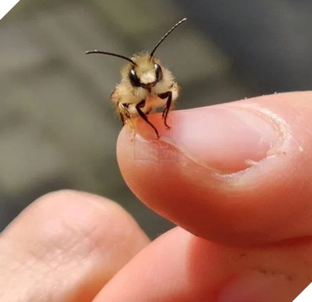 20 bức ảnh về chó mèo ấm áp như tình yêu thương của gia đình 10