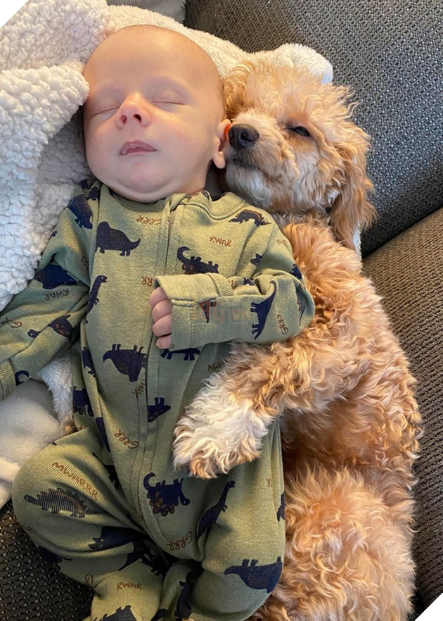 20 bức ảnh về chó mèo ấm áp như tình yêu thương của gia đình 6