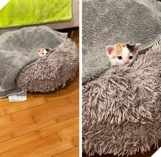 20 bức ảnh về chó mèo ấm áp như tình yêu thương của gia đình 18