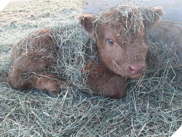 20 bức ảnh về chó mèo ấm áp như tình yêu thương của gia đình 7