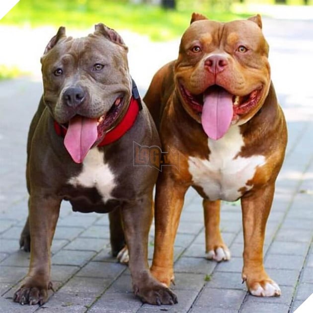 Tiêu chuẩn chó Pitbull – một góc nhìn khác. Mua bán chó Pitbull hà nội và  tphcm | Yêu Thú Cưng - Vietnam's Pet Forum