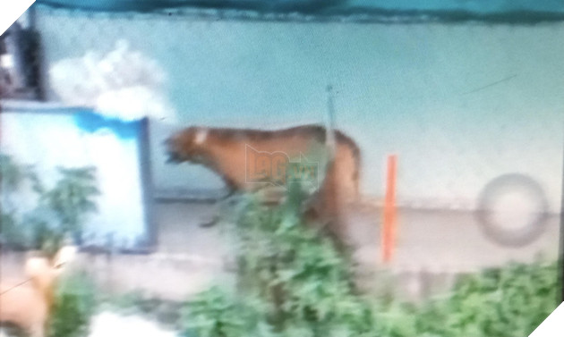 Từ vụ chó cắn chết người vừa xảy ra: Cần làm gì để ứng phó với chó pitbull đang nổi điên? - Ảnh 1.