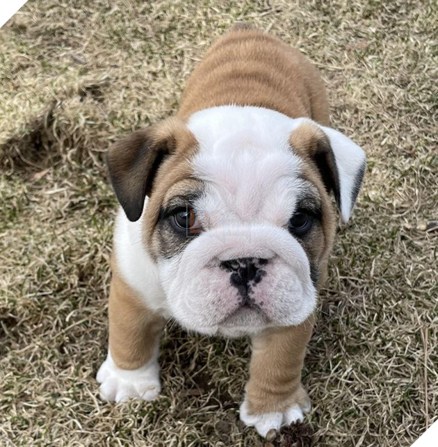 20 bức ảnh về chó mèo ấm áp như tình yêu thương của gia đình 19