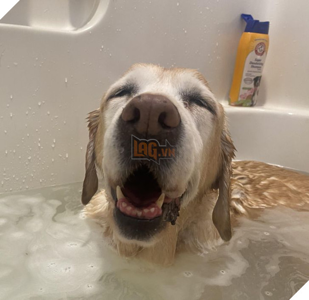 20 bức ảnh về chó mèo ấm áp như tình yêu thương của gia đình 14