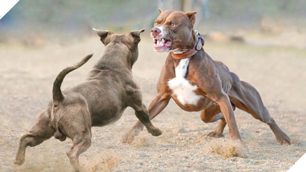 Từ vụ chó cắn chết người vừa xảy ra: Cần làm gì để ứng phó với chó pitbull đang nổi điên? - Ảnh 4.