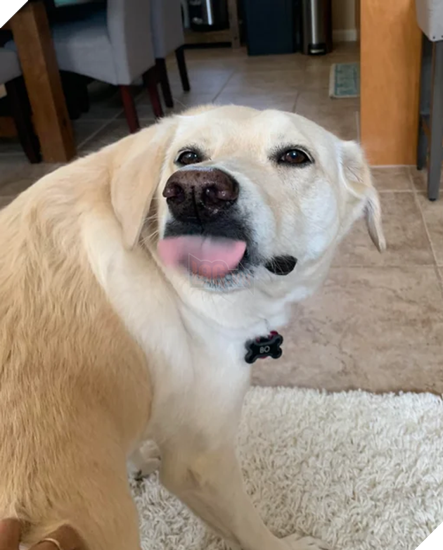 20 hình ảnh cho thấy, động vật là những đứa trẻ thuần khiết và tinh nghịch nhất thế giới 4