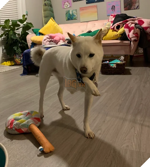 20 hình ảnh cho thấy, động vật là những đứa trẻ thuần khiết và tinh nghịch nhất thế giới 12