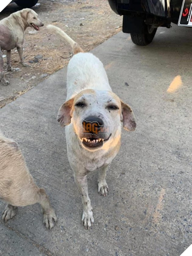 Được người đi đường cho ăn, những chú chó hoang vui ra mặt khi không cần phải ăn rác qua ngày: Hạnh phúc thật ngắn ngủi 6