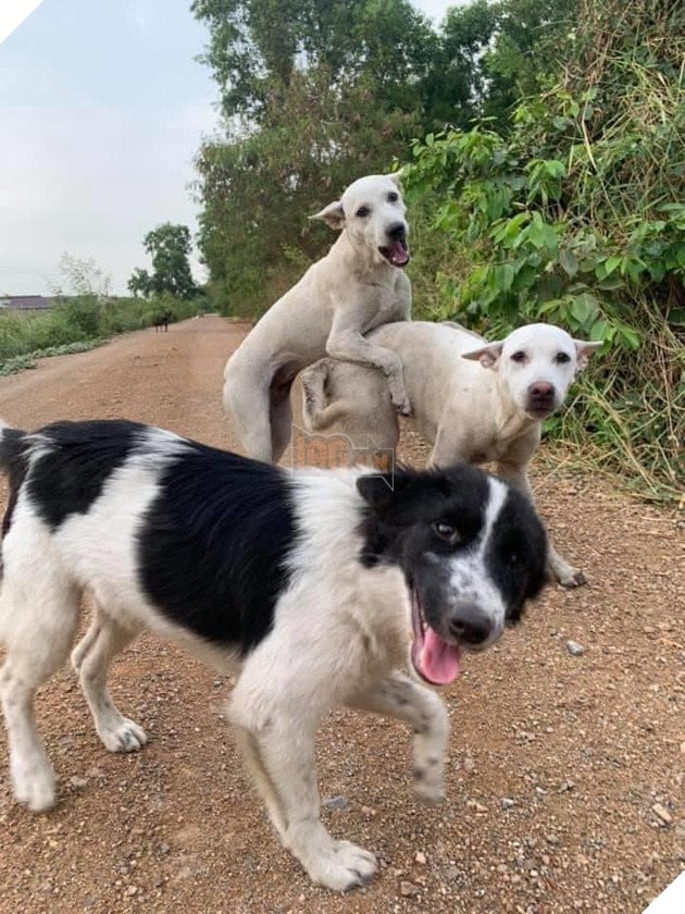 Được người đi đường cho ăn, những chú chó hoang vui ra mặt khi không cần phải ăn rác qua ngày: Hạnh phúc thật ngắn ngủi 11