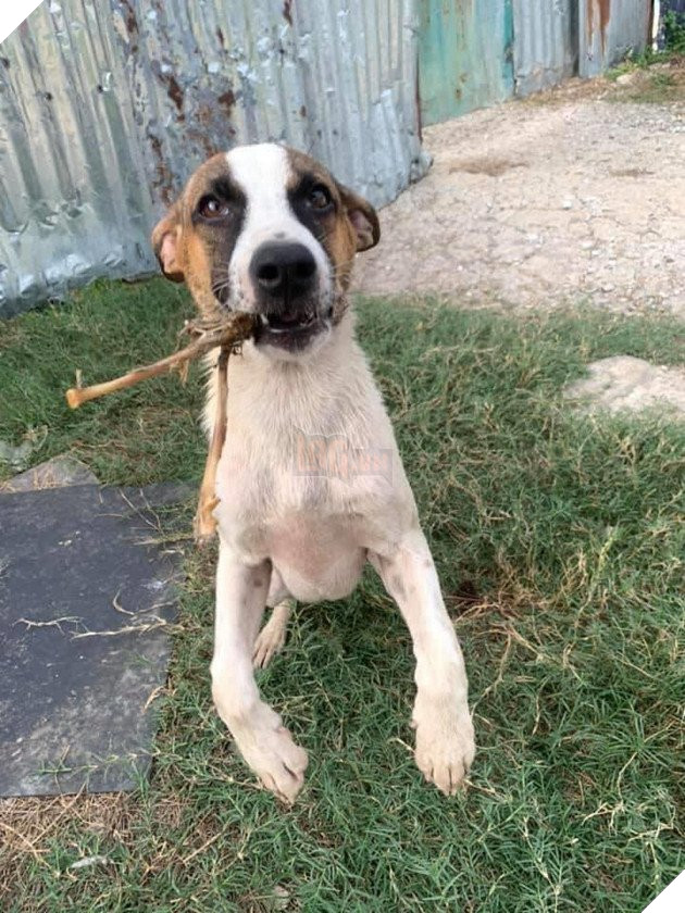 Được người đi đường cho ăn, những chú chó hoang vui ra mặt khi không cần phải ăn rác qua ngày: Hạnh phúc thật ngắn ngủi 9