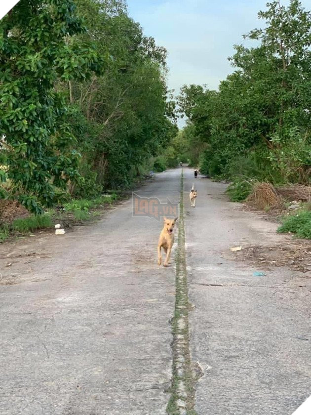 Được người đi đường cho ăn, những chú chó hoang vui ra mặt khi không cần phải ăn rác qua ngày: Hạnh phúc thật ngắn ngủi 8